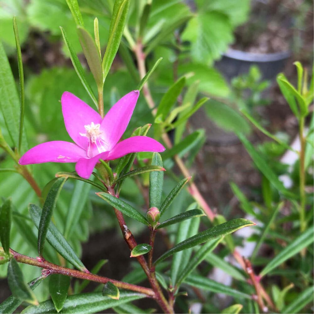 クロウエア　サザンクロス