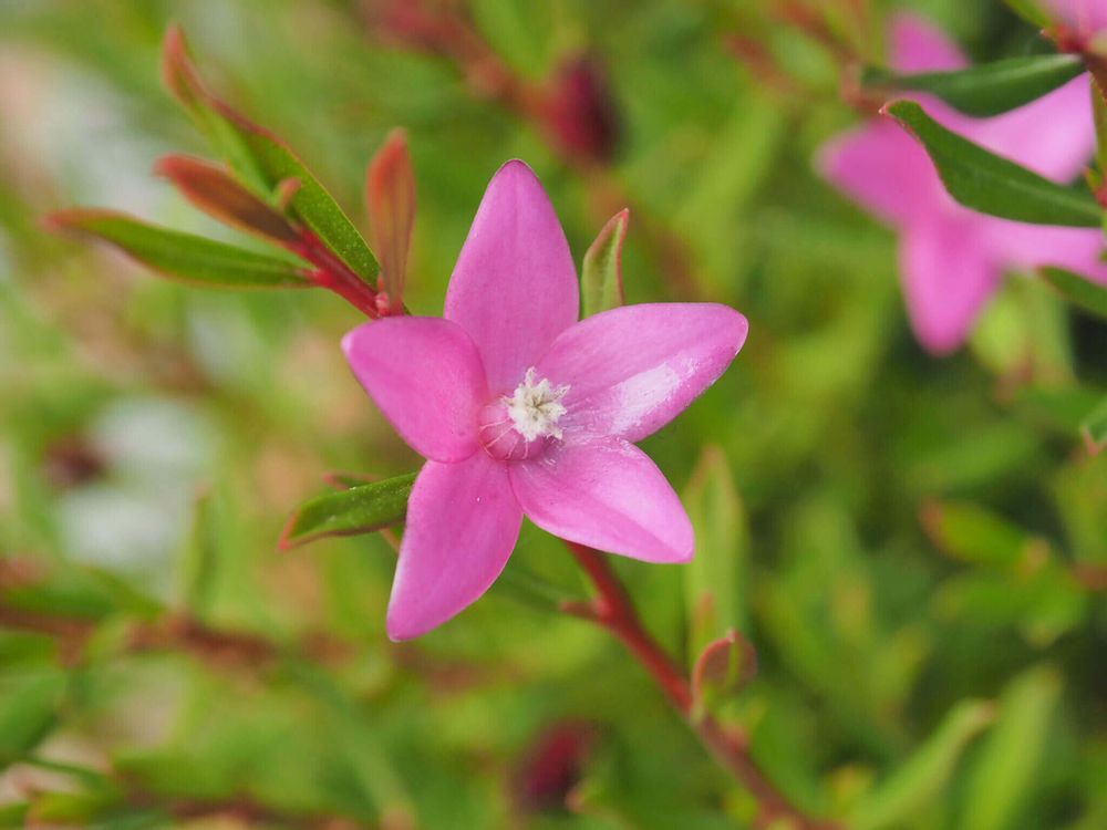 クロウエア　サザンクロス