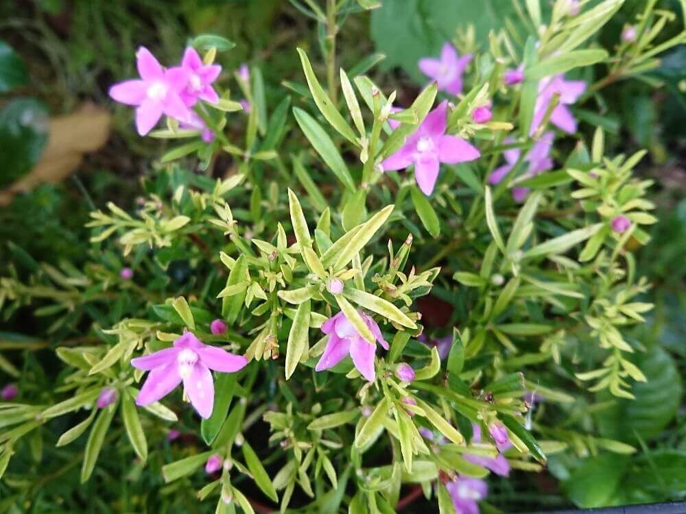 クロウエア　サザンクロス