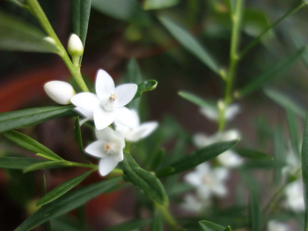 クロウエア　サザンクロス