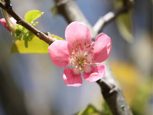 カリン 花梨 の花言葉 実や花の特徴 効能や食べ方は Greensnap グリーンスナップ