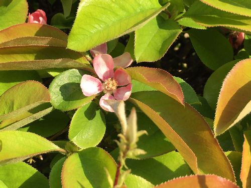 カリン 花梨 の花言葉 実や花の特徴 効能や食べ方は Greensnap グリーンスナップ