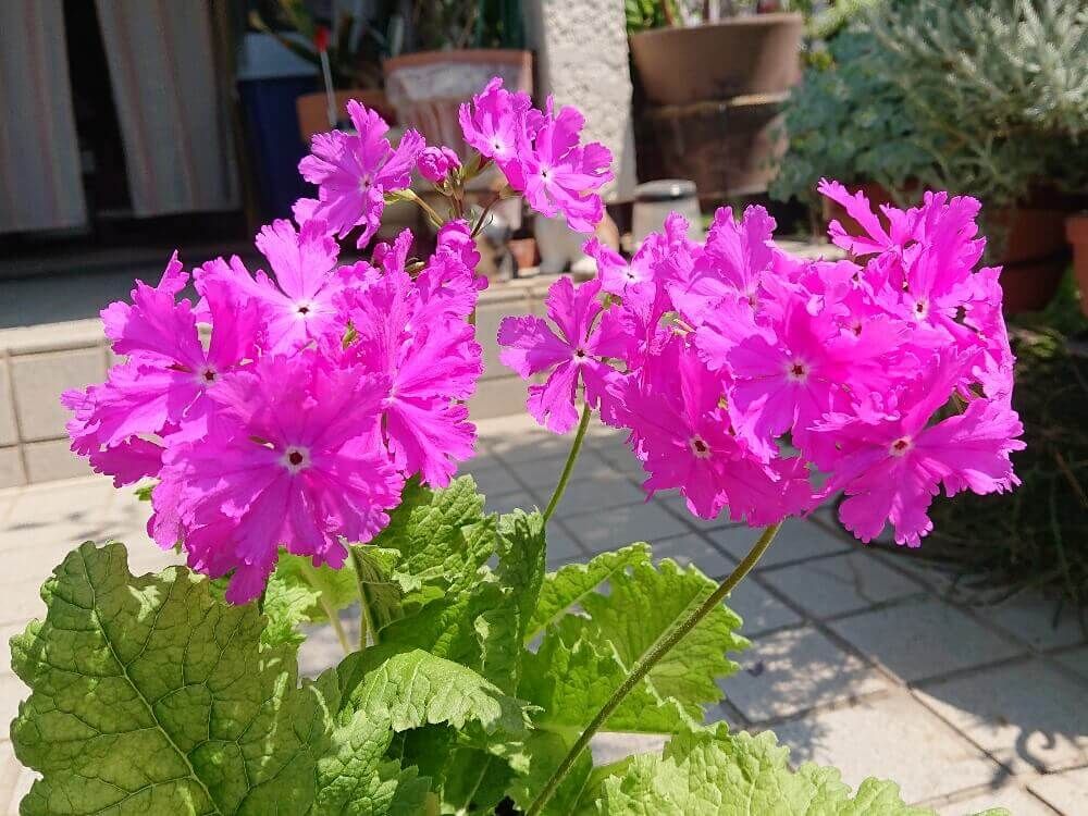 サクラソウ　桜草