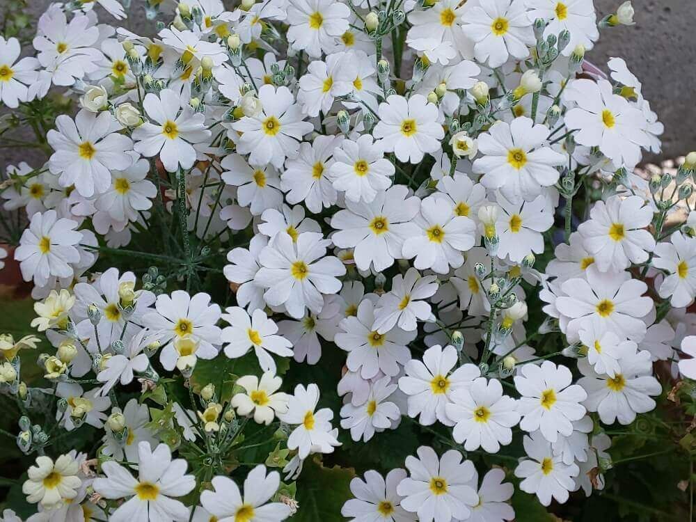 サクラソウ　桜草