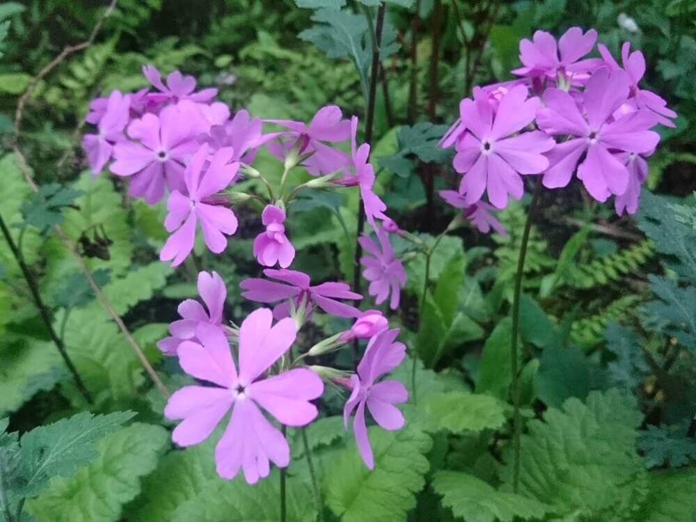 サクラソウ　桜草