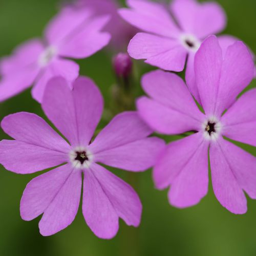 サクラソウ 桜草 の花言葉 種類や花の特徴 見頃の時期は Greensnap グリーンスナップ