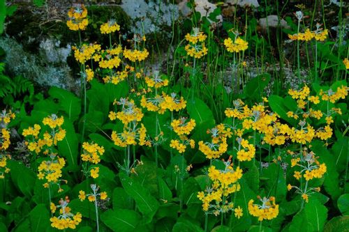 サクラソウ 桜草 の花言葉 種類や花の特徴 見頃の時期は Greensnap グリーンスナップ