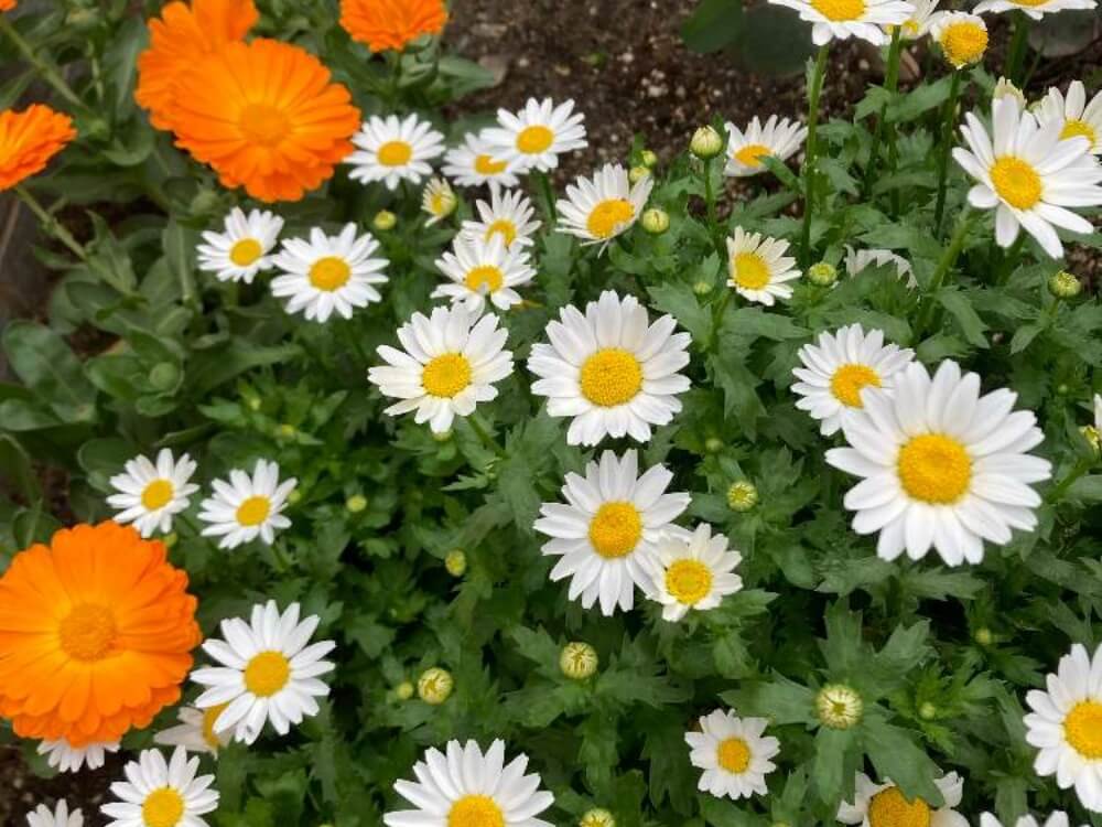 ノースポール 画像