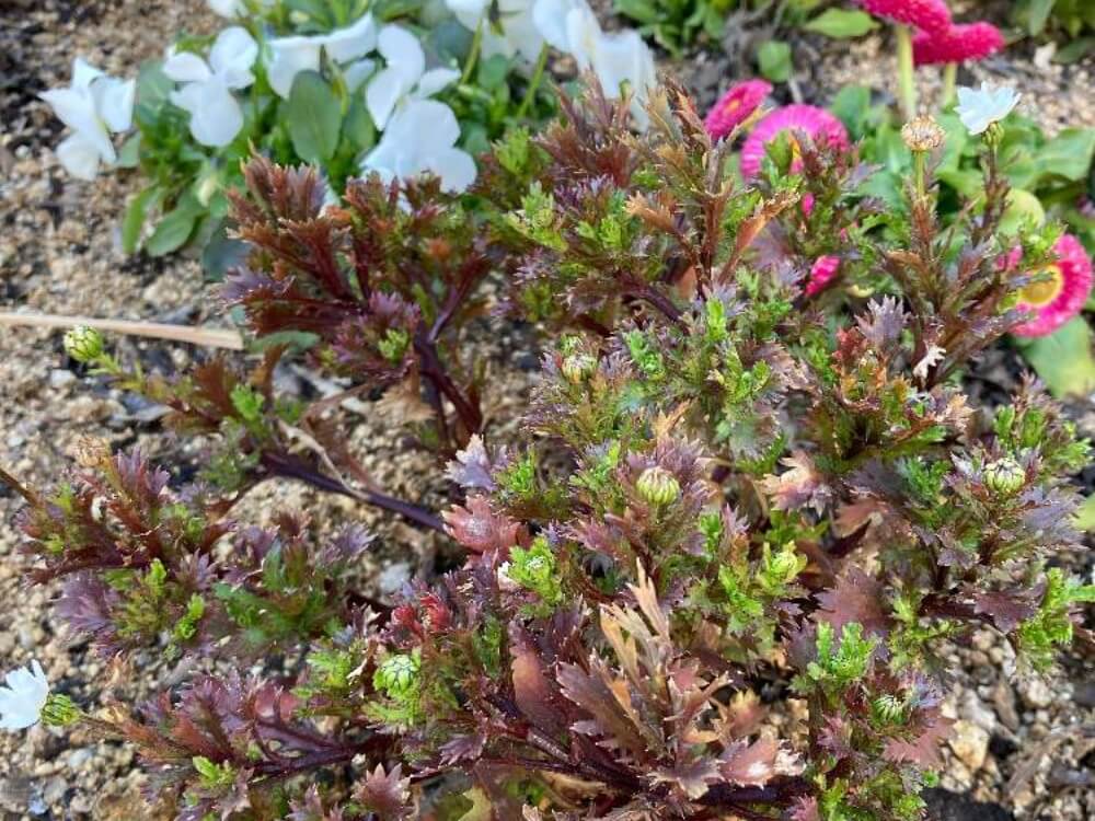 ノースポール 画像