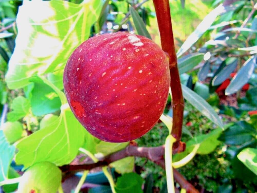 イチジク　いちじく