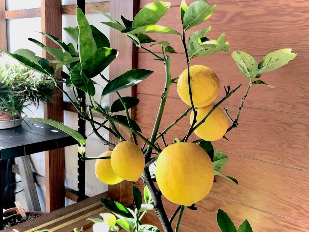 レモンの木の育て方 鉢植え栽培の方法は 実がなるまでの期間や収穫時期は Greensnap グリーンスナップ