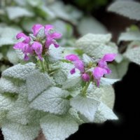 ラミウムの育て方｜育てる場所や植え付け、植え替えの時期は？の画像