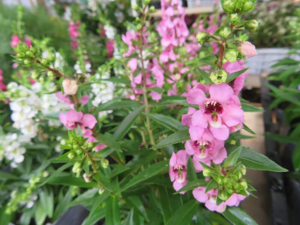 アンゲロニアの花言葉 種類や由来 花の特徴は Greensnap グリーンスナップ