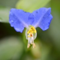 ツユクサの育て方｜水やりや用土、植え付けの時期は？の画像