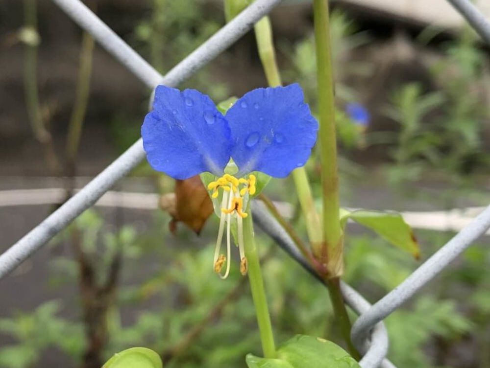 ツユクサ　青い花