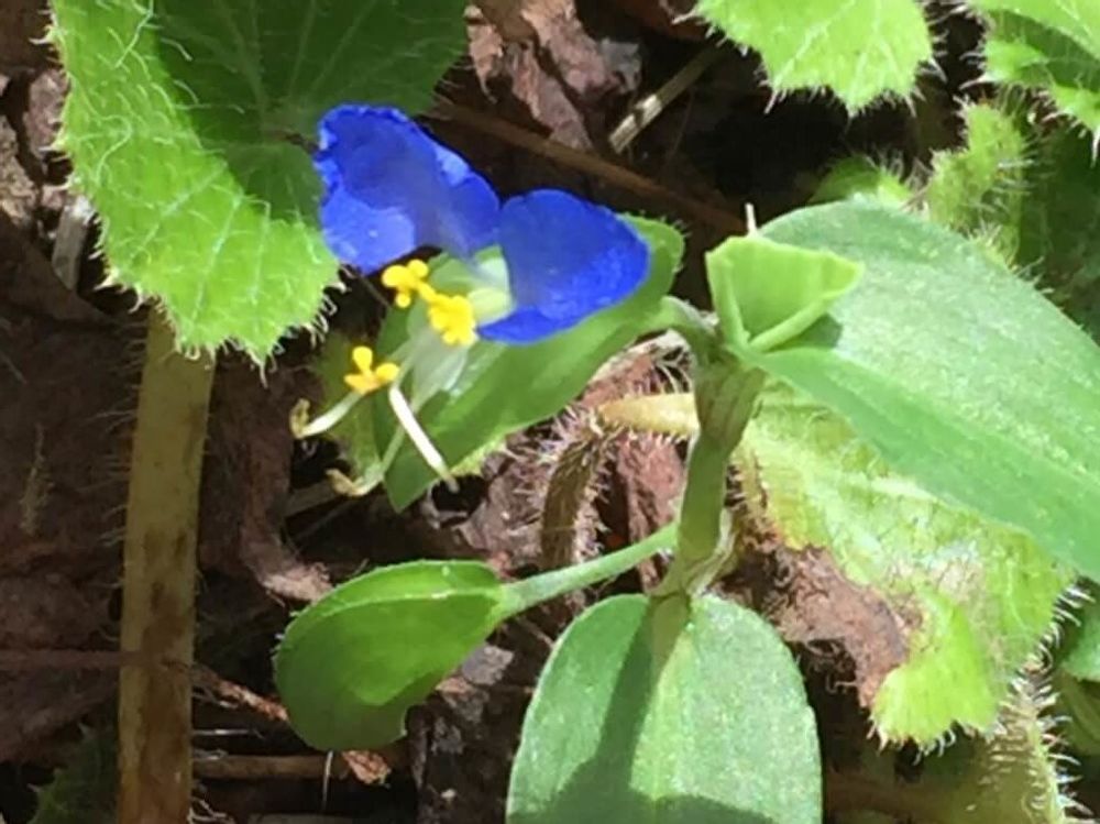 ツユクサ　青い花