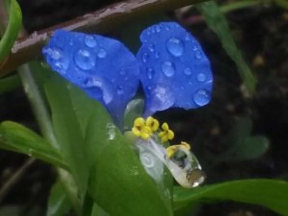 ツユクサ　青い花　水滴