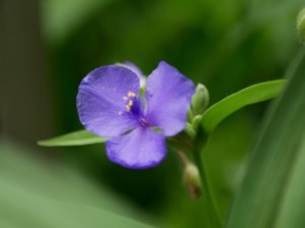 ツユクサ　紫色の花