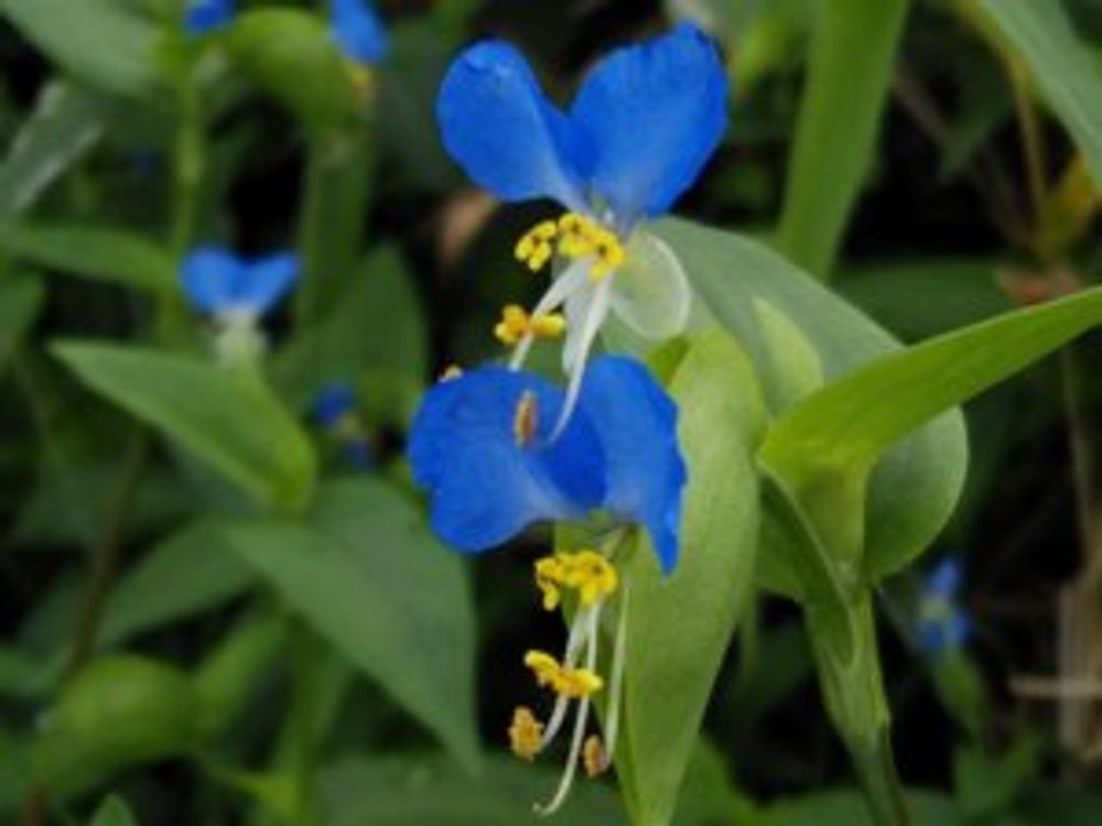 ツユクサ　青い花