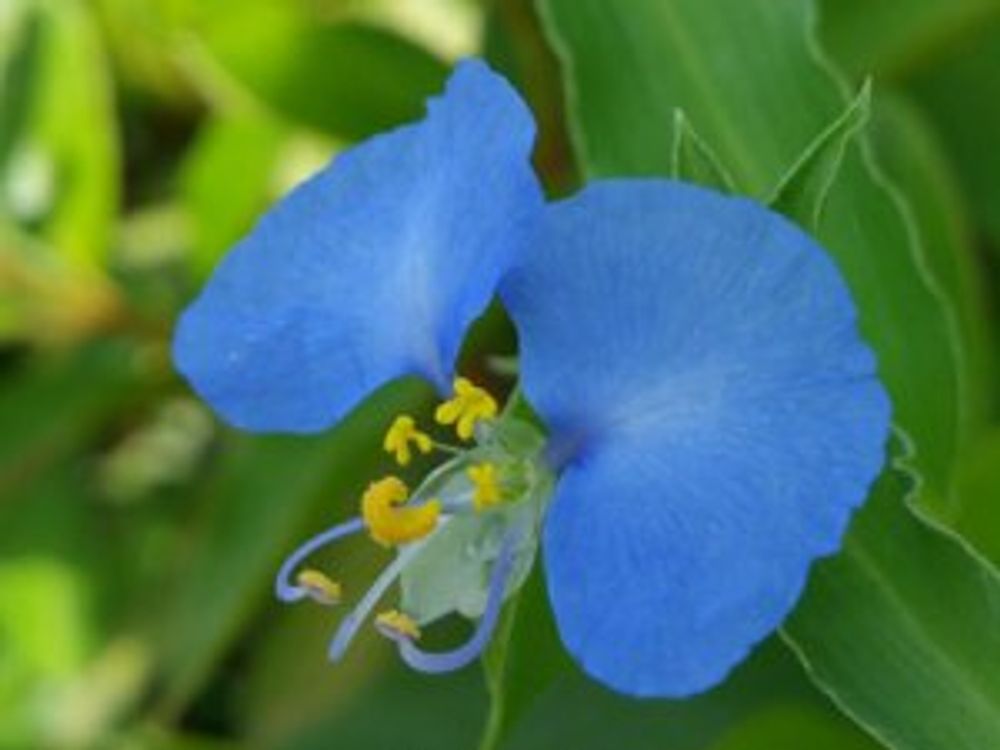 ツユクサ　青い花