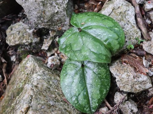 カンアオイの花言葉 種類や由来 花や葉の特徴は Greensnap グリーンスナップ