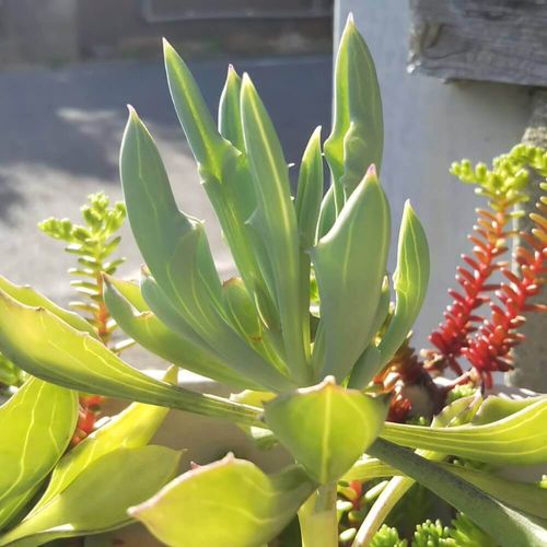 セネキオ セネシオ の花言葉 種類や由来 花の特徴は Greensnap グリーンスナップ