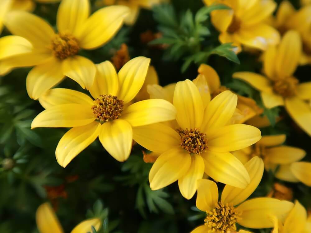 ビデンスの花言葉 花の特徴や由来 種類は Greensnap グリーンスナップ