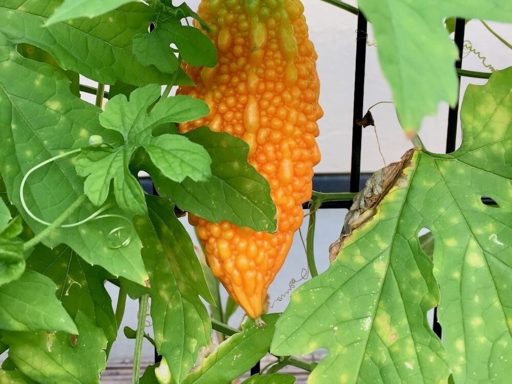 家庭菜園　野菜　ゴーヤ