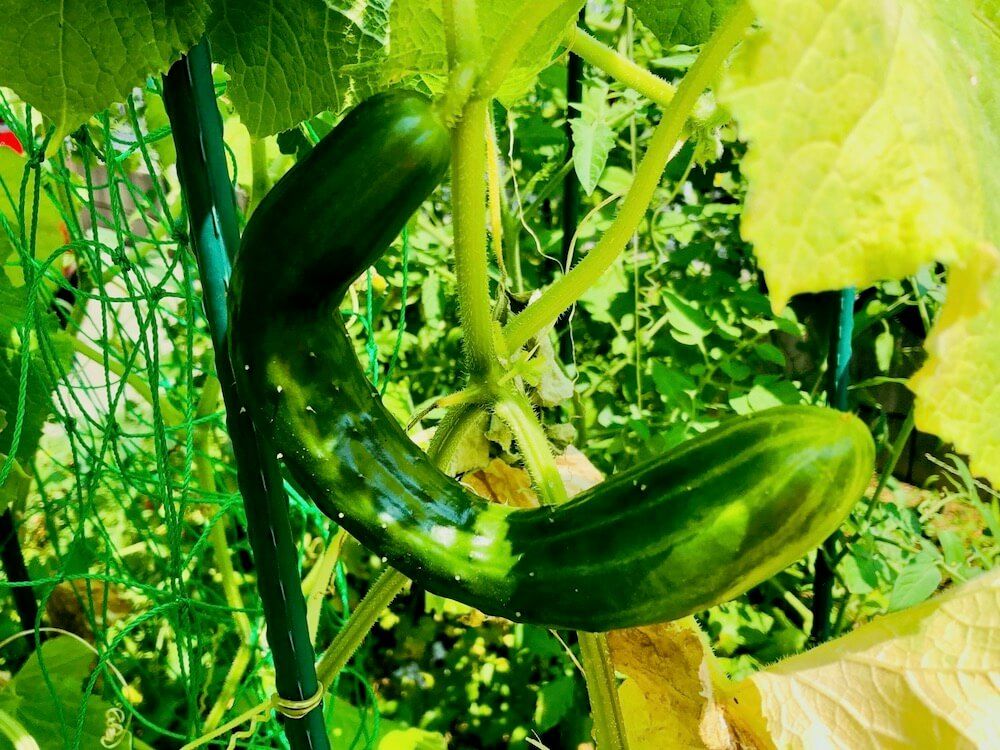 家庭菜園　野菜　キュウリ