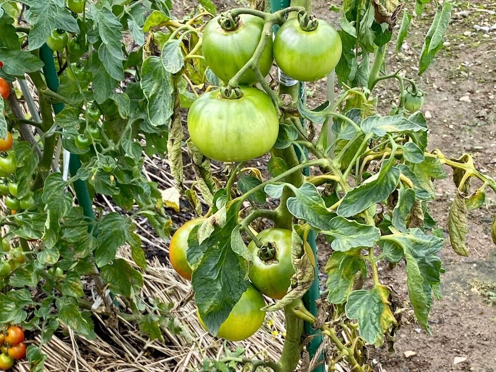 夏野菜を片付けるサインとは 8月中に家庭菜園を秋冬野菜に切り替えよう Greensnap グリーンスナップ