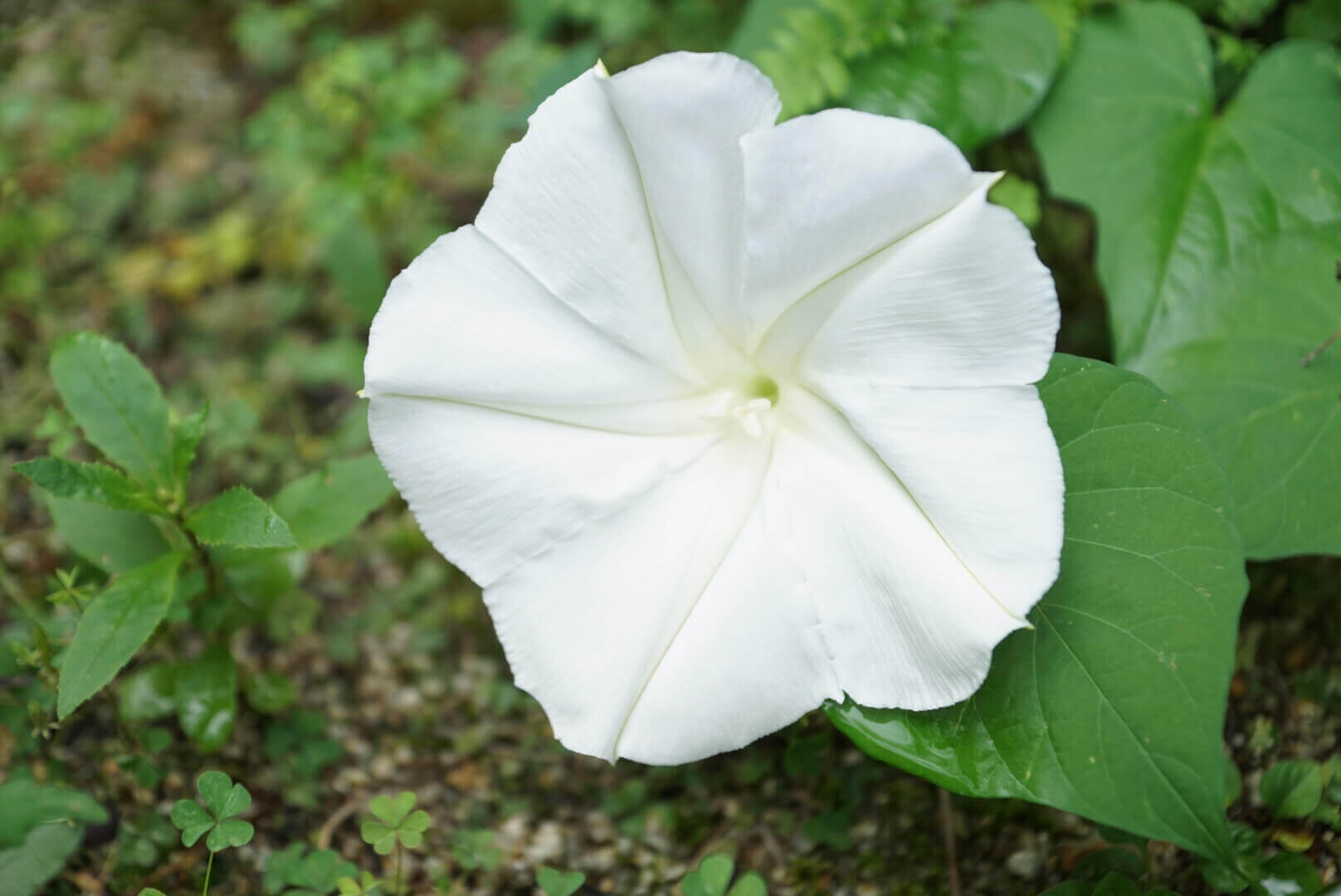 夜顔(ヨルガオ)の花言葉｜夕顔の違いや花の特徴は？｜🍀GreenSnap（グリーンスナップ）