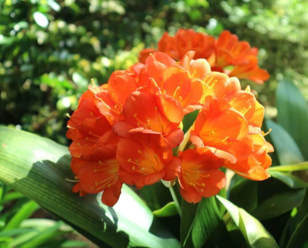 君子蘭 クンシラン の花言葉 種類や由来 花の特徴は Greensnap グリーンスナップ