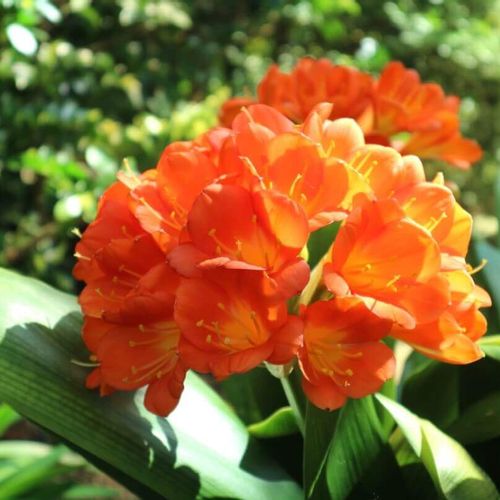 君子蘭 クンシラン の花言葉 種類や由来 花の特徴は Greensnap グリーンスナップ