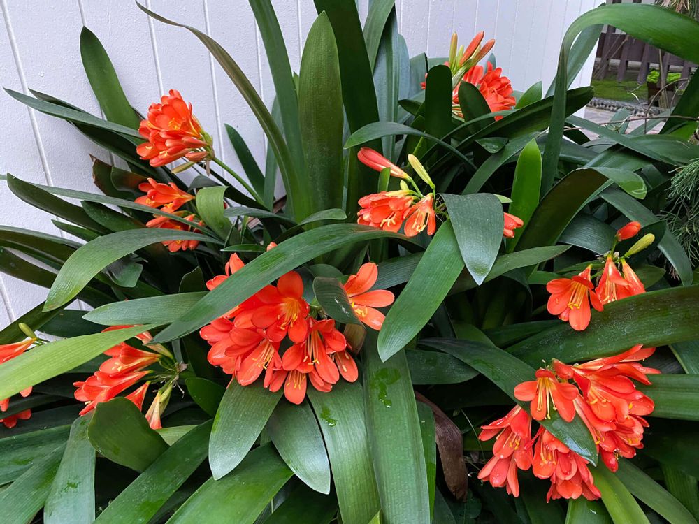 君子蘭　クンシラン