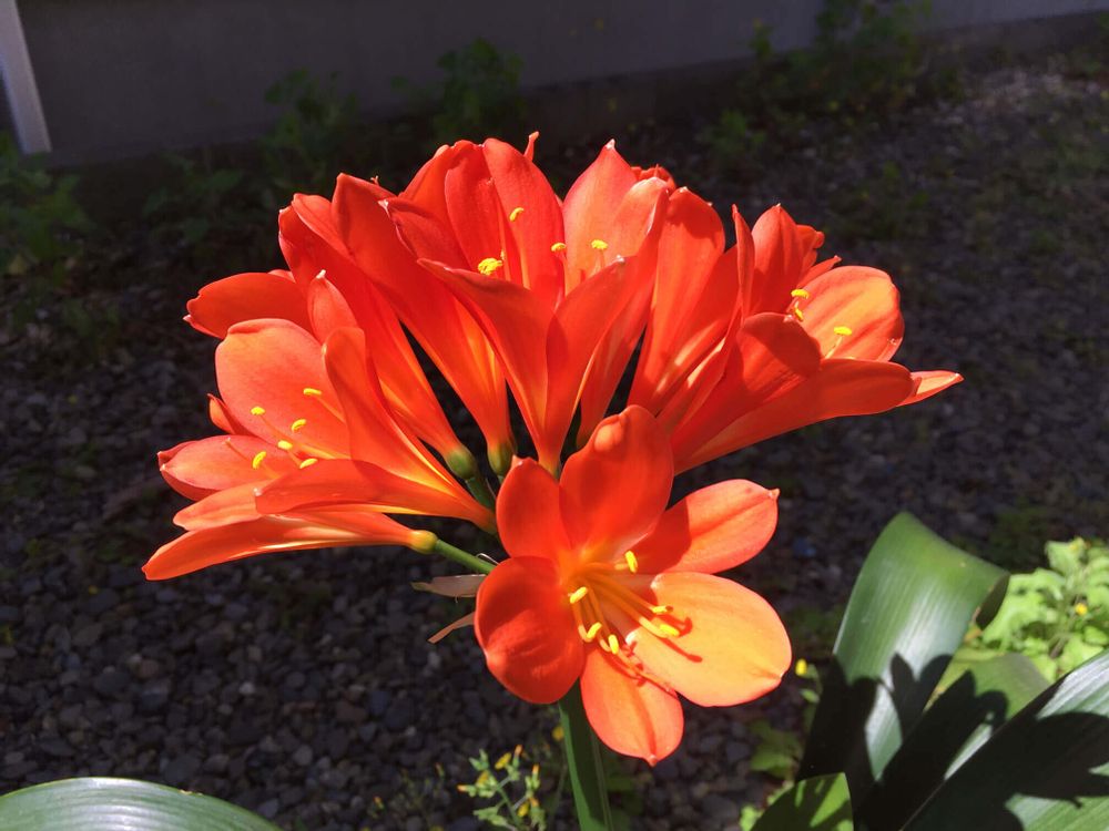 君子蘭　クンシラン