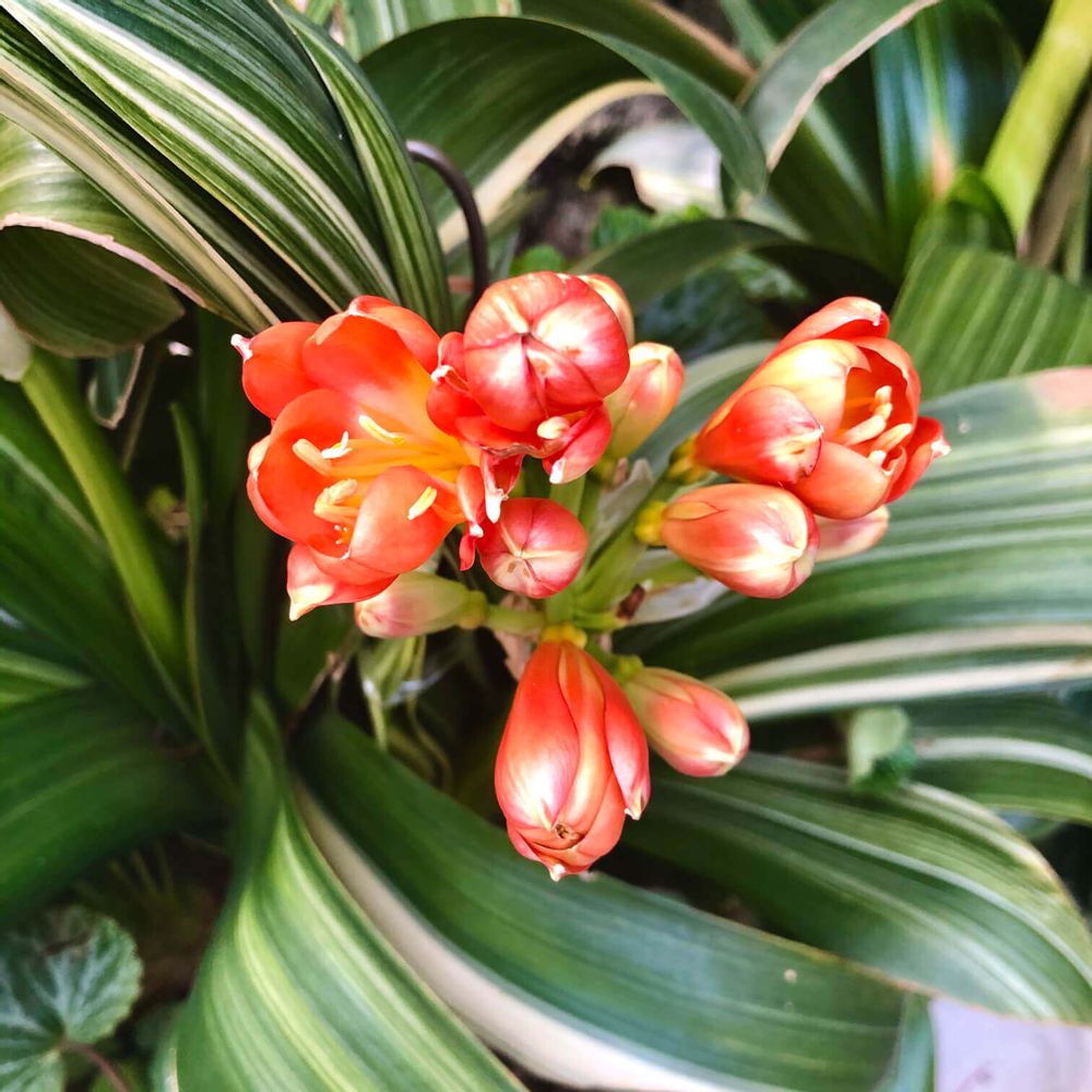 君子蘭　クンシラン