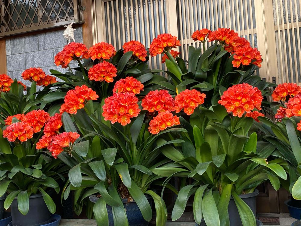 君子蘭　クンシラン