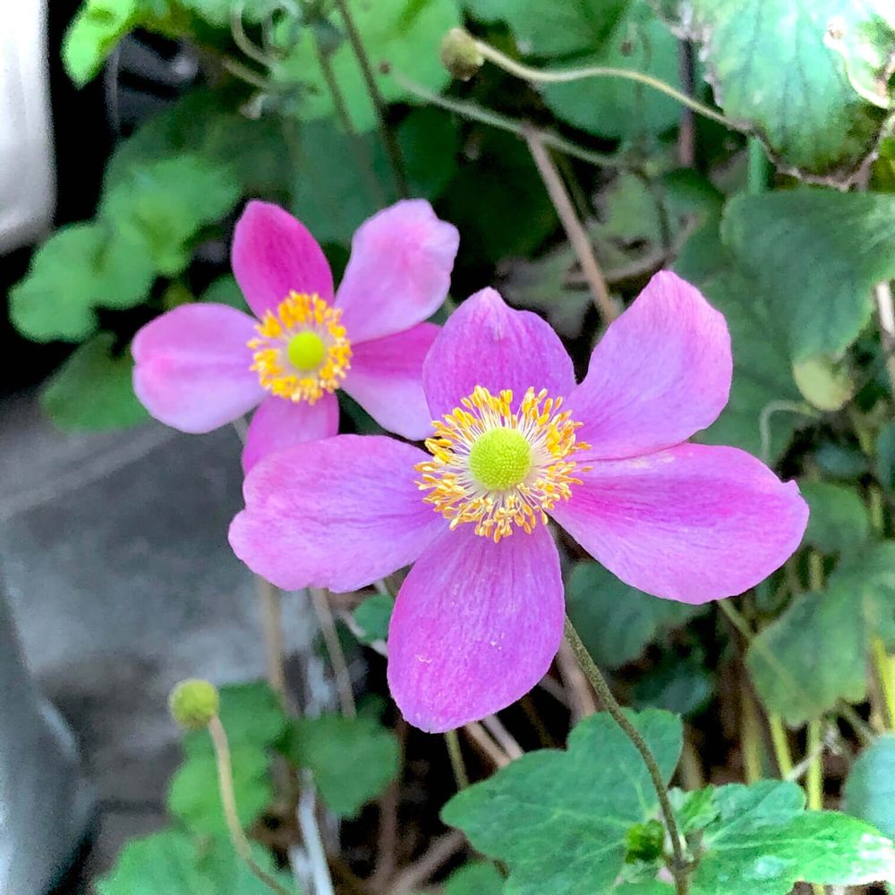 シュウメイギク　秋明菊