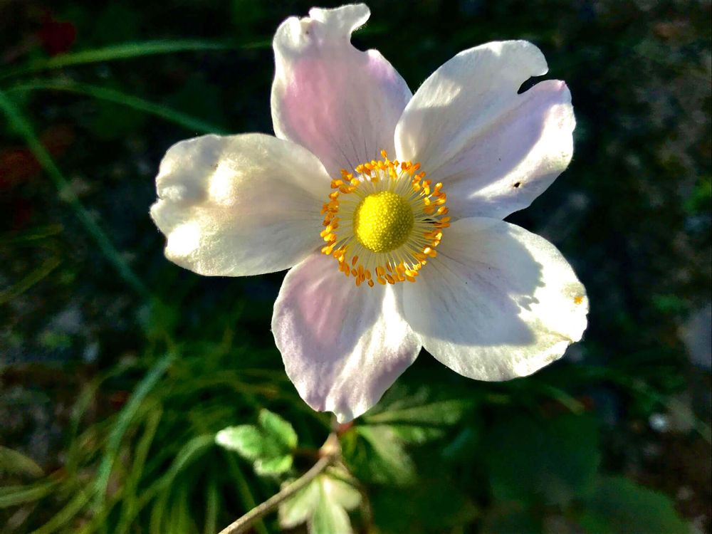 シュウメイギク　秋明菊