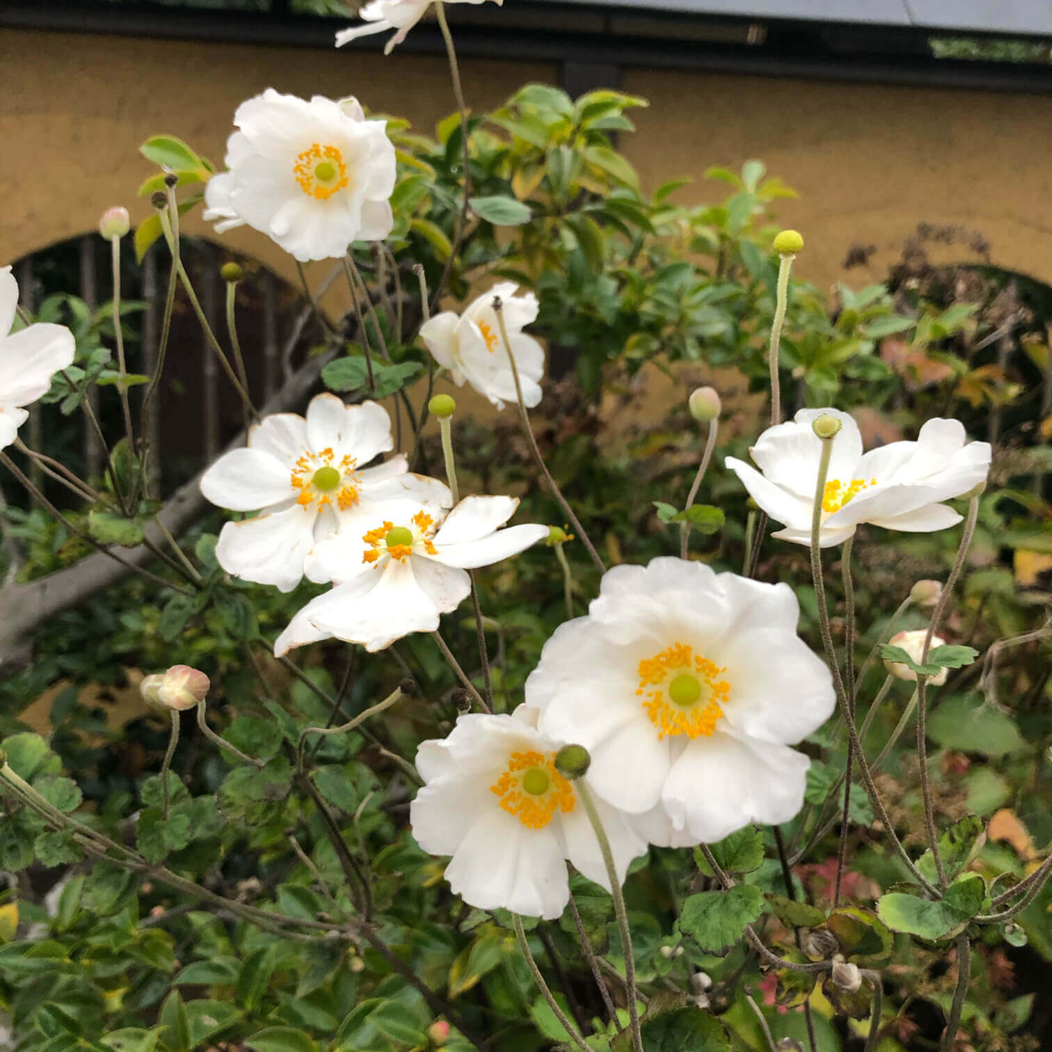 シュウメイギク 秋明菊 の花言葉 種類や見頃の時期 花の特徴は Greensnap グリーンスナップ