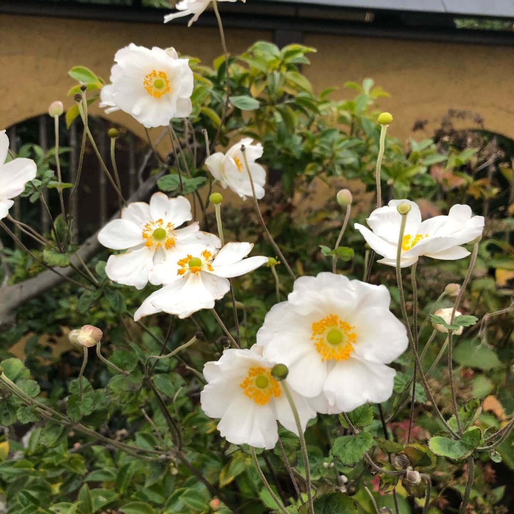 シュウメイギク 秋明菊 の花言葉｜種類や見頃の時期、花の特徴は？｜🍀greensnap（グリーンスナップ）