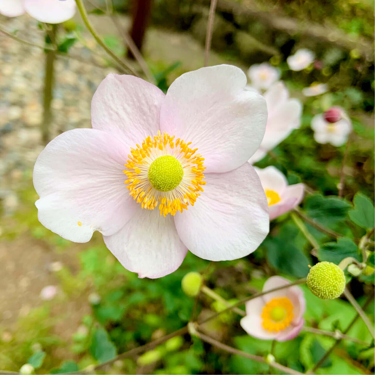 秋明菊 秋明菊 的花语 种类和观赏时期 花的特点是什么 爱花园