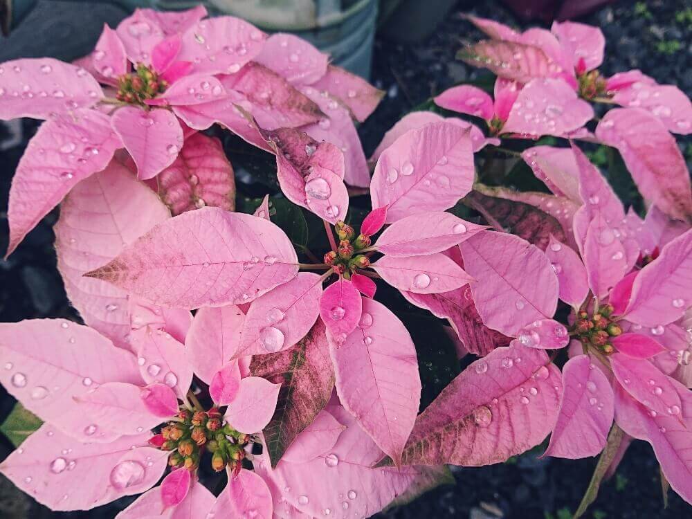 プリンセチアの花言葉 花の特徴や種類 ポインセチアとは仲間 Greensnap グリーンスナップ