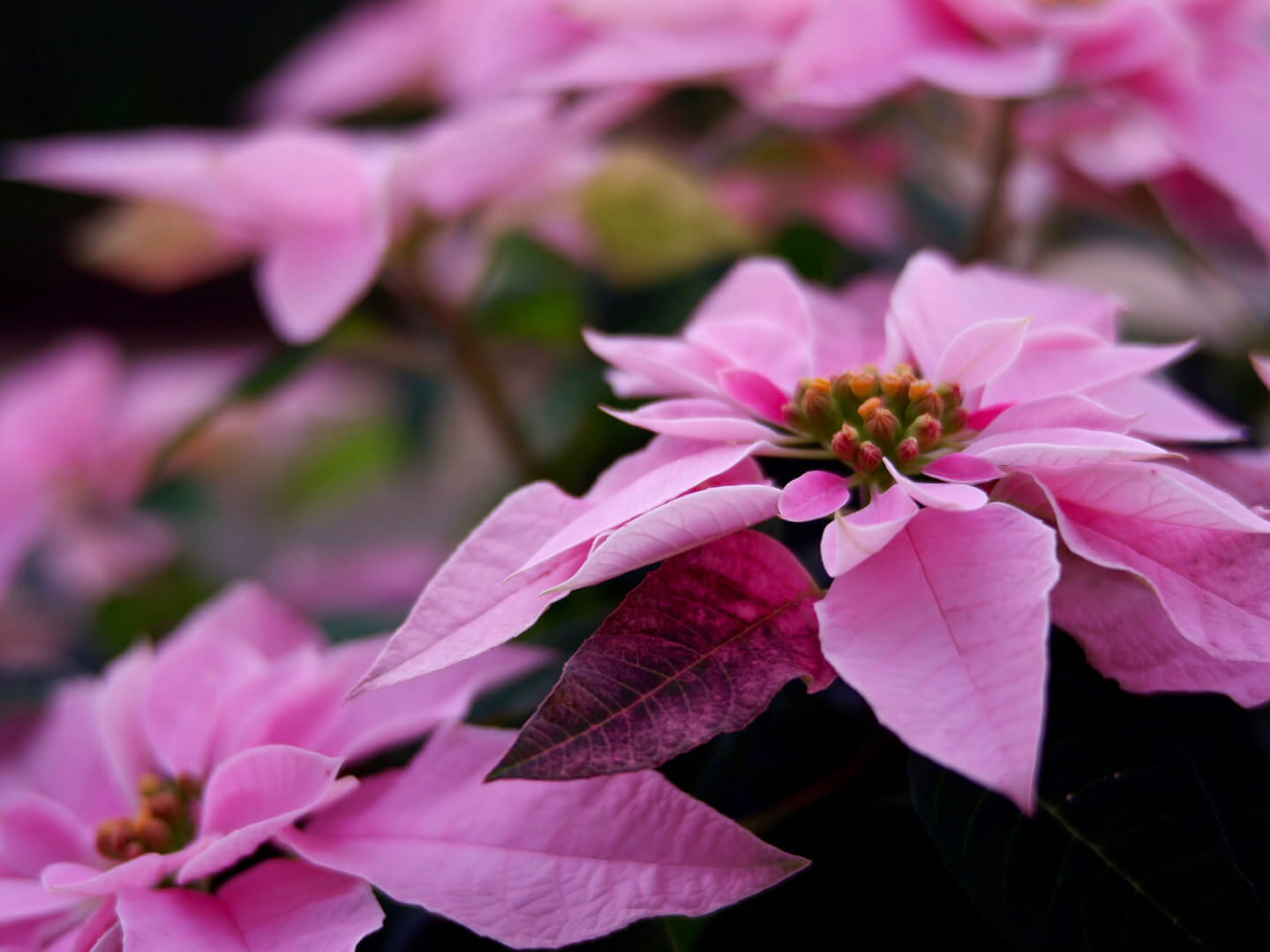 プリンセチアの花言葉 花の特徴や種類 ポインセチアとは仲間 Greensnap グリーンスナップ