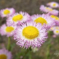 ハルジオンの花言葉｜由来や花の特徴は？植える場所が大事？の画像