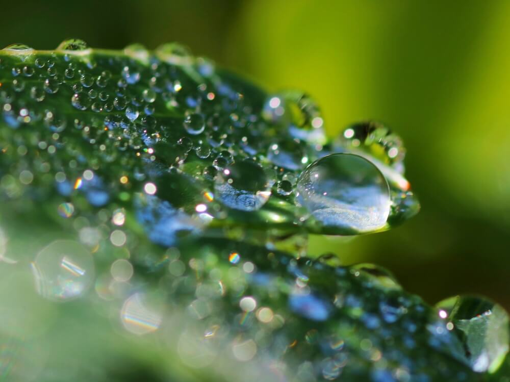 観葉植物の正しい水やり方法 頻度や時間は 霧吹きは必要 水分計ってなに Greensnap グリーンスナップ