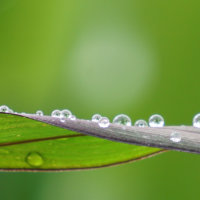 雨の日だって美しい！まるで宝石のような植物と水滴がおりなす奇跡の瞬間の画像