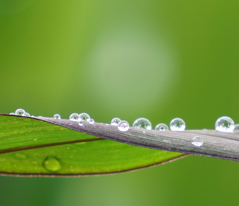 雨の日だって美しい まるで宝石のような植物と水滴がおりなす奇跡の瞬間 Greensnap グリーンスナップ