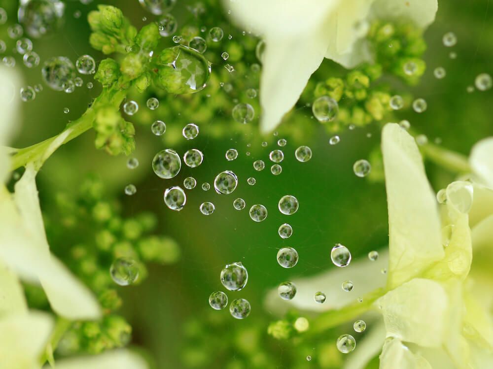 葉っぱ　水やり　水滴