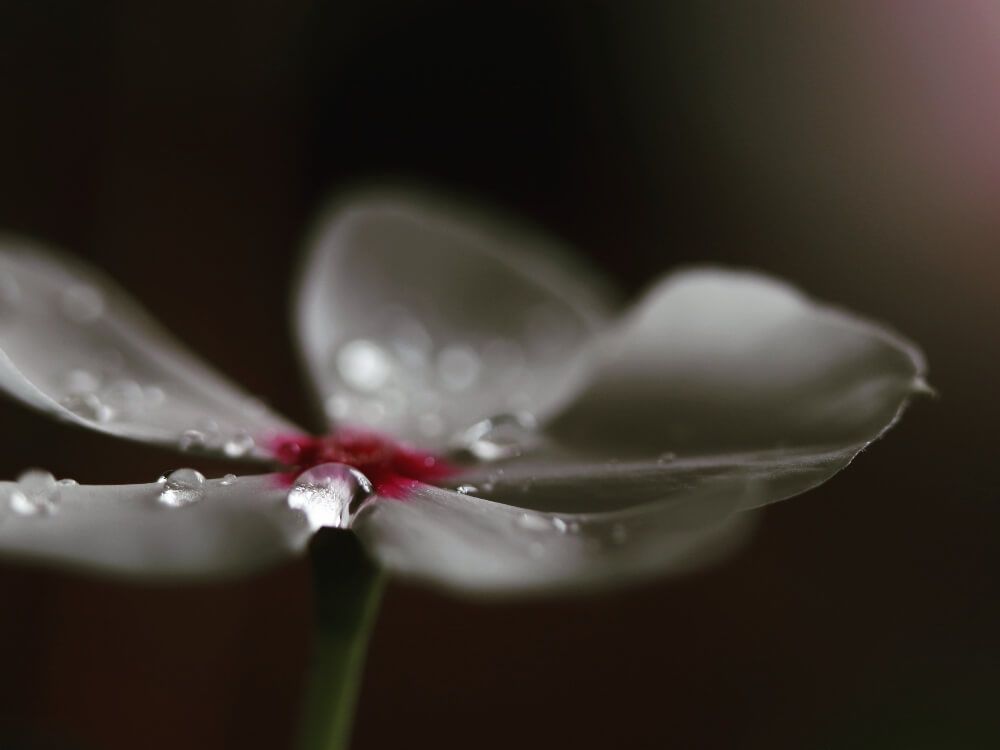 ニチニチソウ　日々草